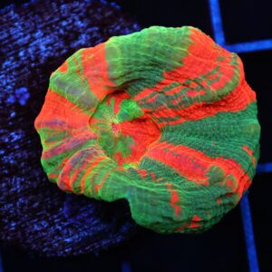 C94 - BLEEDING APPLE SCOLYMIA AUSTRALIS CULTURED