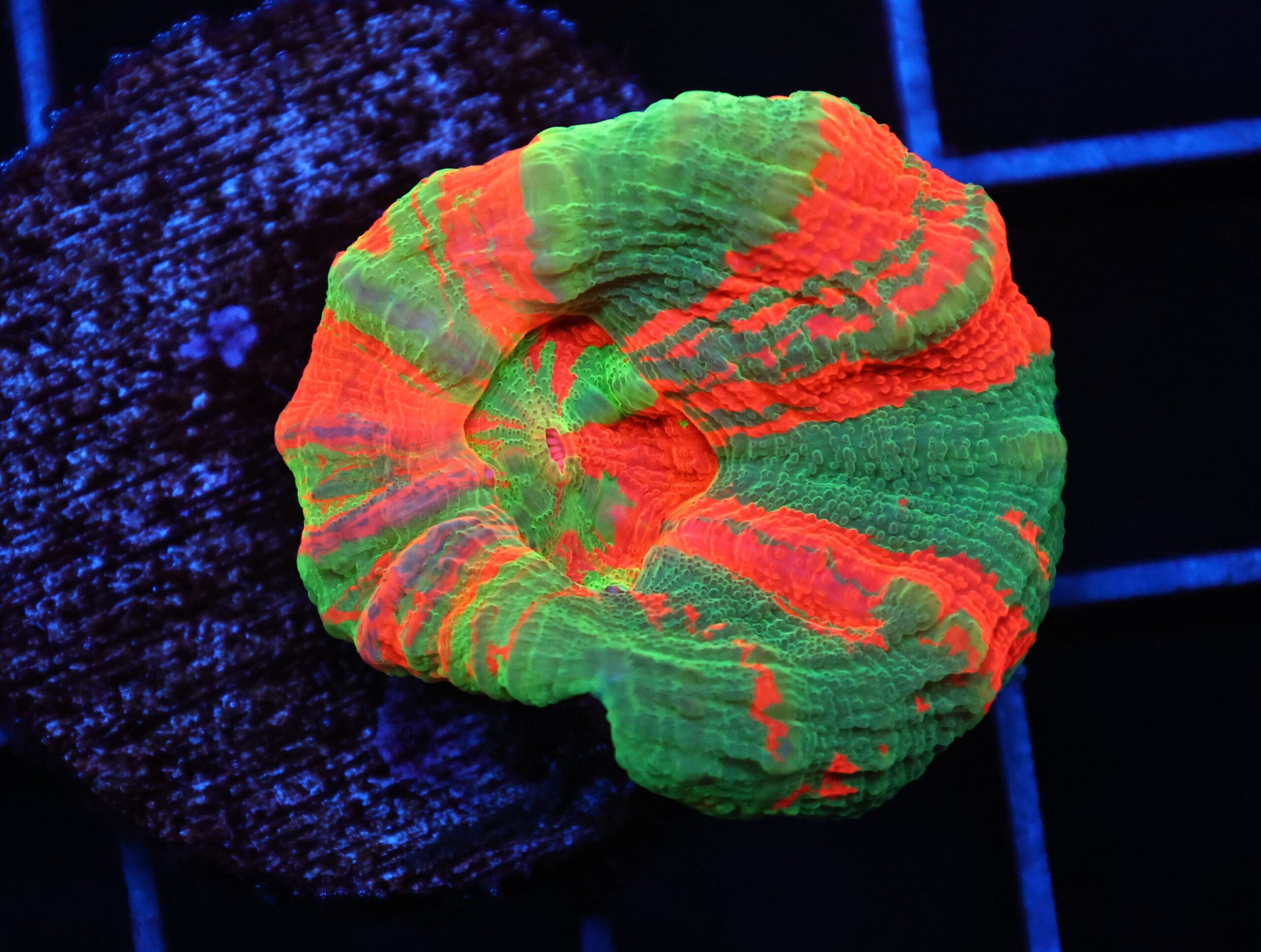 C94 - BLEEDING APPLE SCOLYMIA AUSTRALIS CULTURED