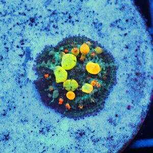 C97 - SDC OG BOUNCE MUSHROOM SMALL