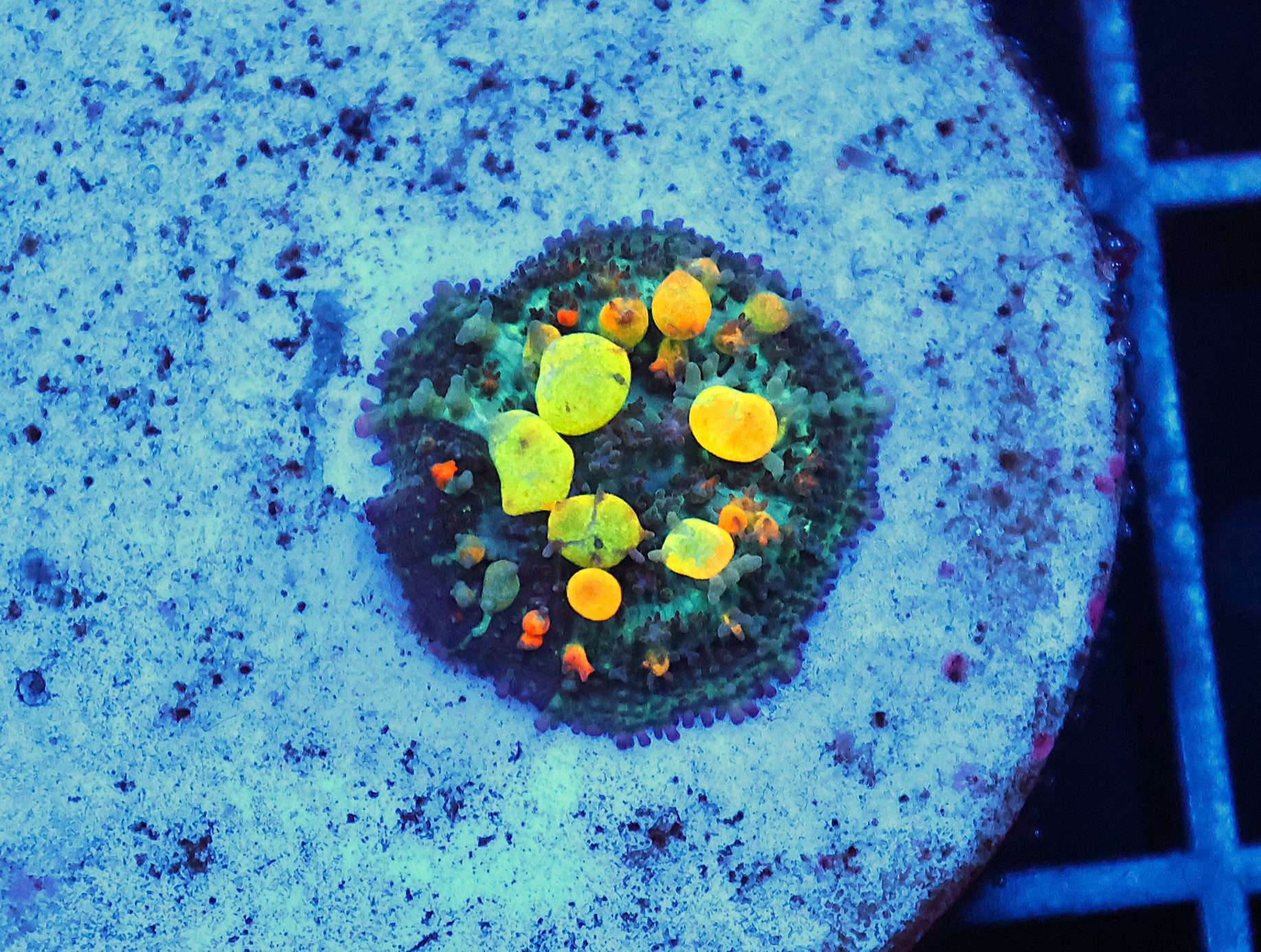 C97 - SDC OG BOUNCE MUSHROOM SMALL