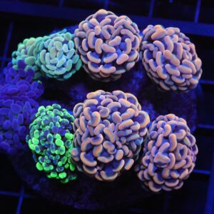 D06 - INDO HAMMER BRANCH RAINBOW GARDEN 8 HEAD