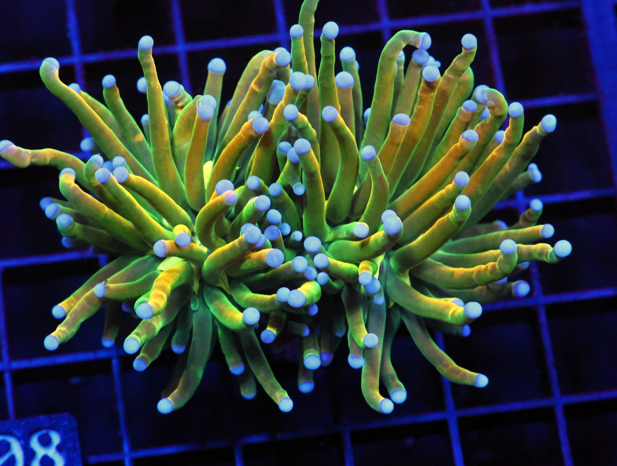 D08 - MALAYSIAN TORCH GRAIL VARIANT 2 HEAD