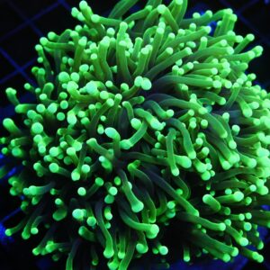 D10 - INDO TORCH GREEN 5 HEAD