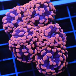 D100 - INDO HAMMER BRANCH ORANGE 7 HEAD