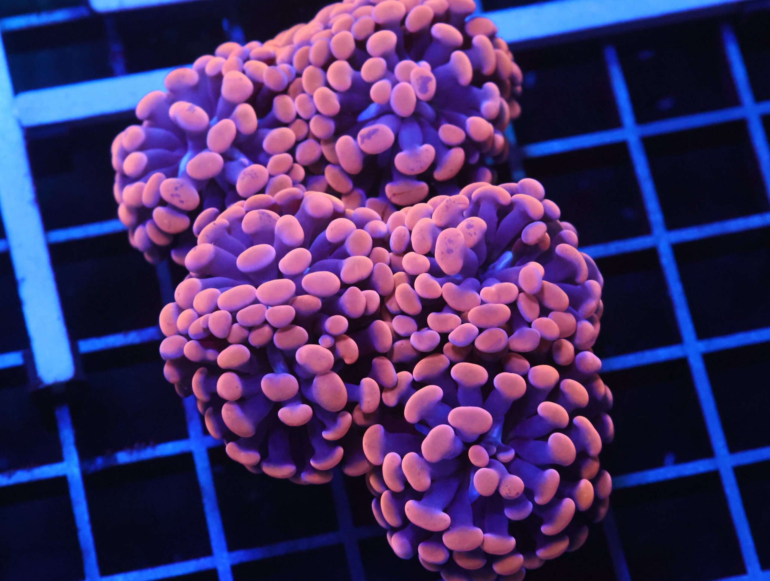 D100 - INDO HAMMER BRANCH ORANGE 7 HEAD