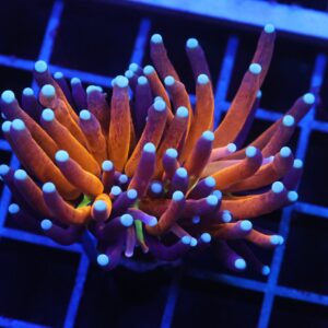 D102 - MALAYSIAN TORCH GOLD TIGER 1 HEAD