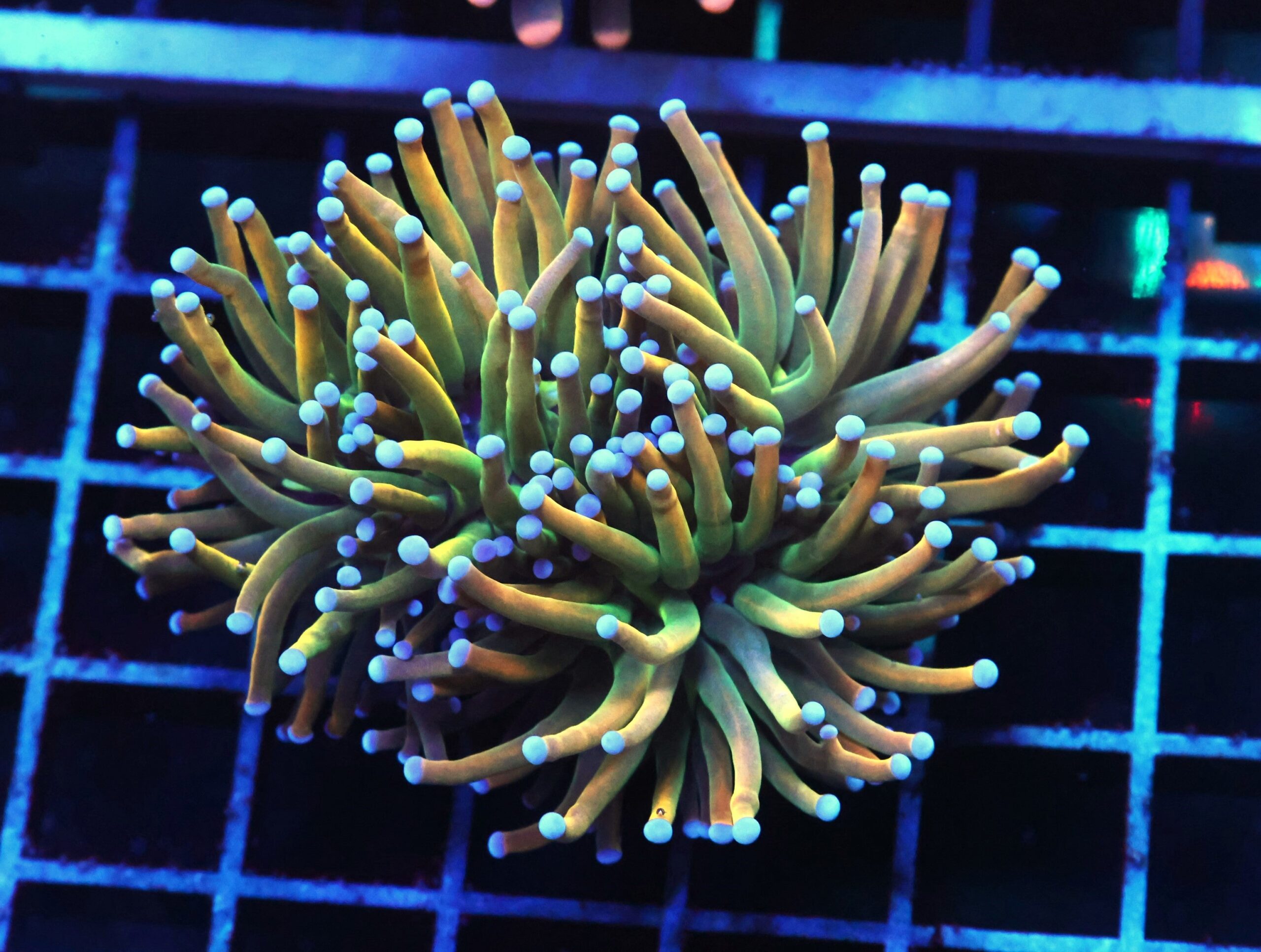 D104 - MALAYSIAN TORCH GRAIL VARIANT 2 HEAD