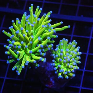 D11 - MALAYSIAN TORCH GREEN GRAIL 2 HEAD