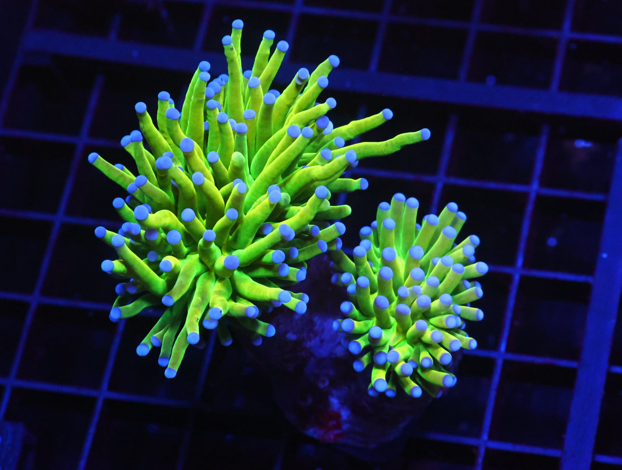 D11 - MALAYSIAN TORCH GREEN GRAIL 2 HEAD