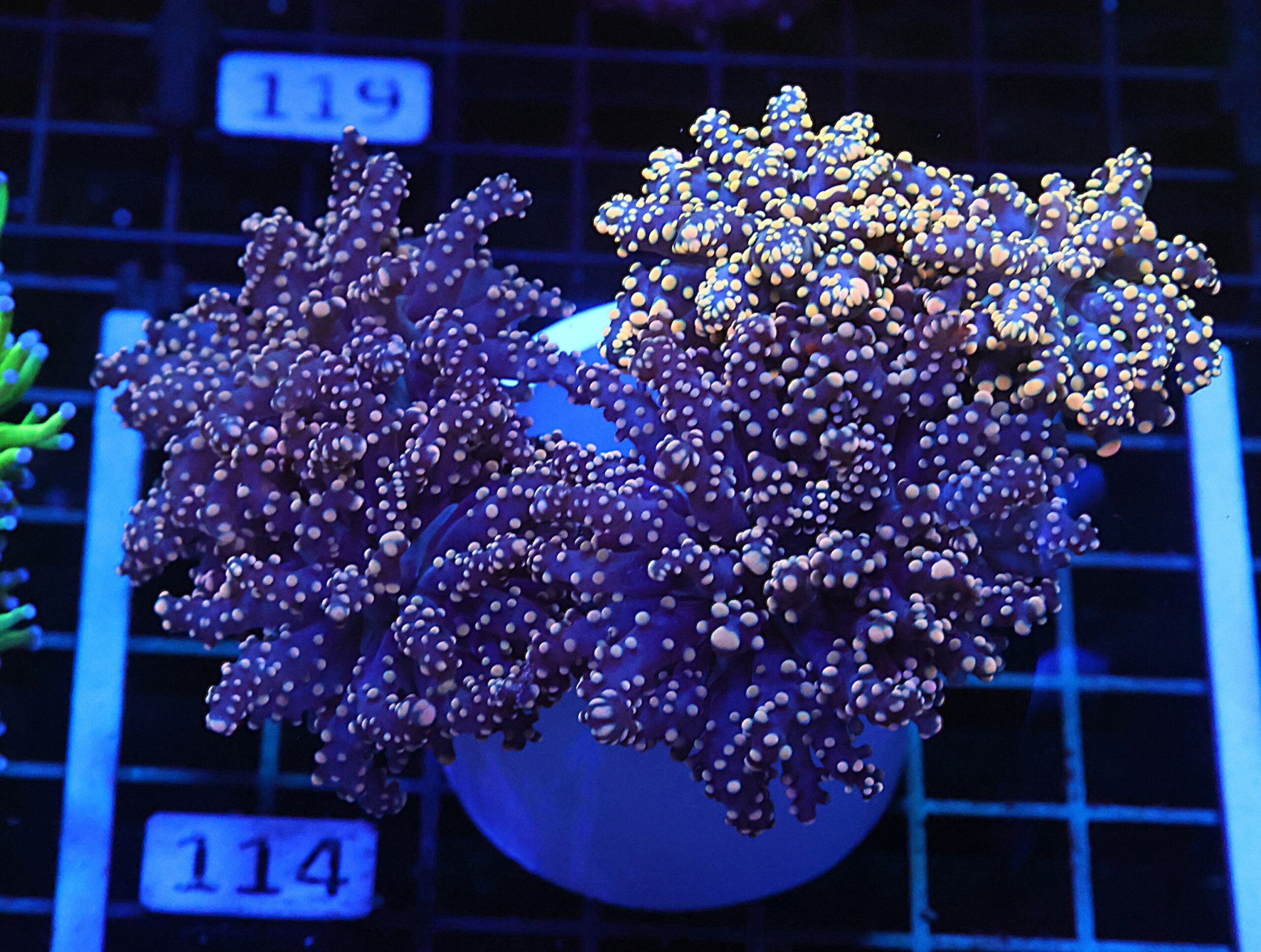 D114 - INDO FROGSPAWN BRANCH TWOTONE 5 HEAD