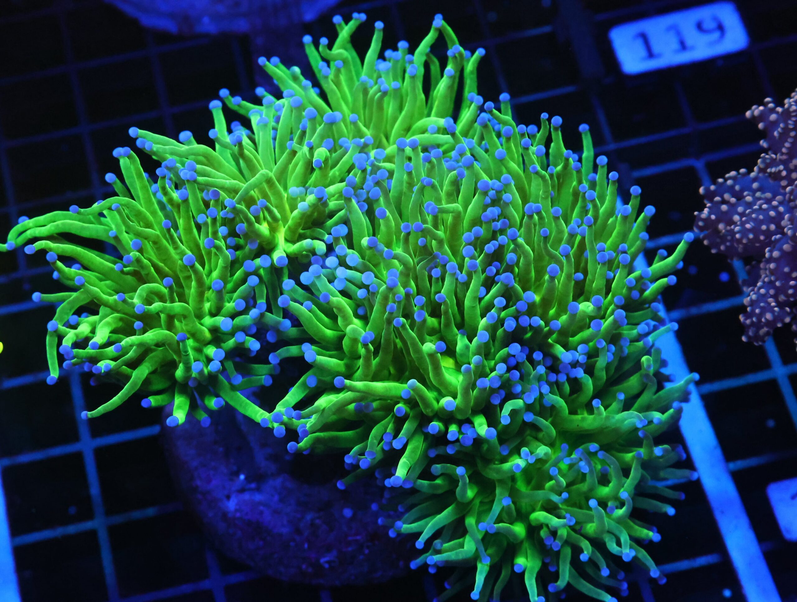 D113 - INDO TORCH TODDS 6 HEAD