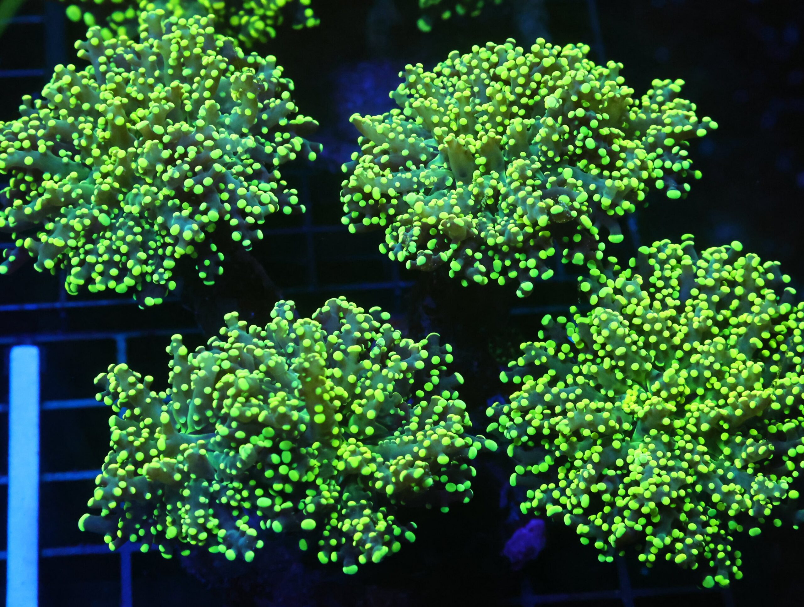 D115 - INDO FROGSPAWN BRANCH GAMMA RAY 5 HEAD