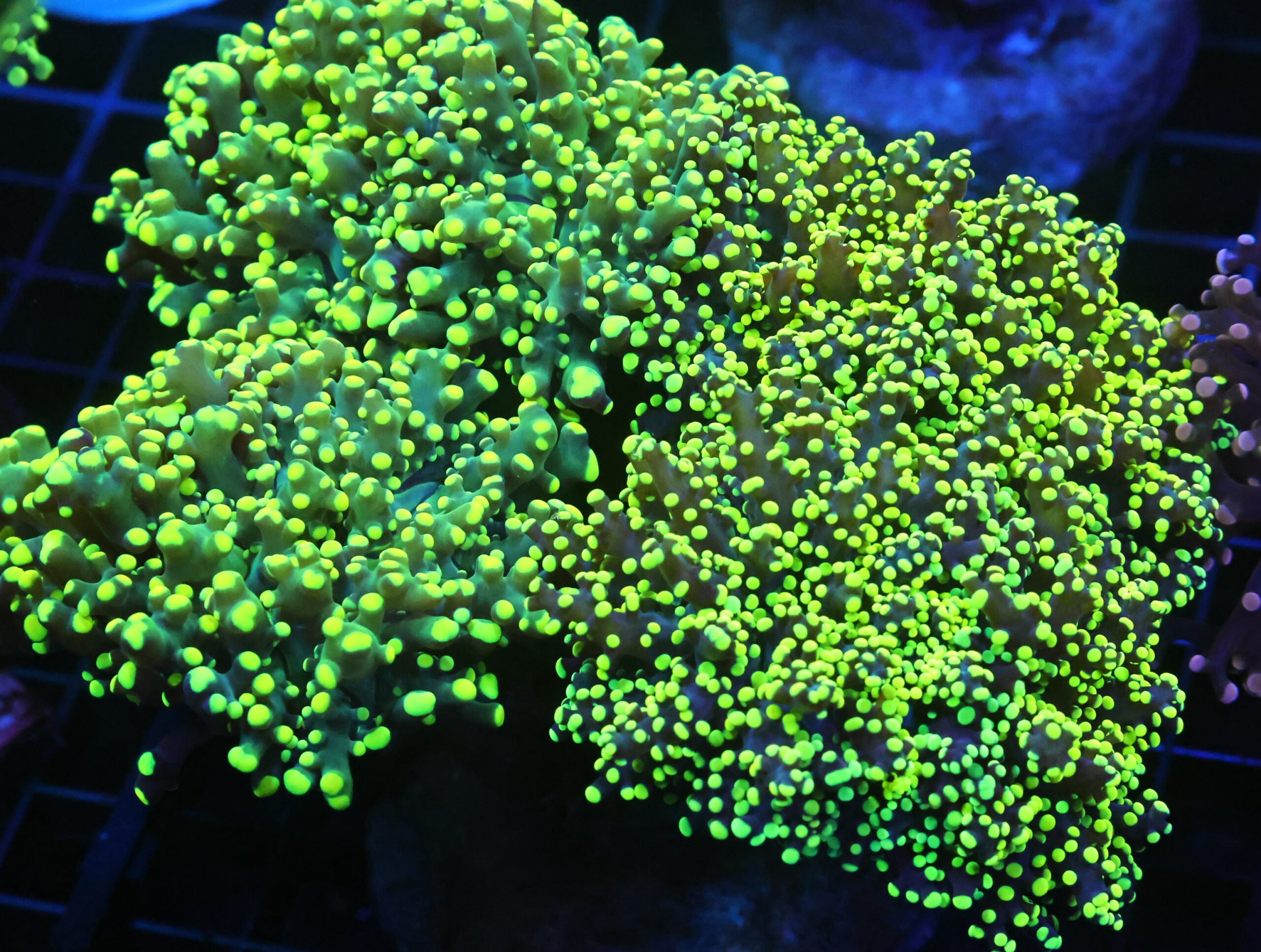 D118 - INDO FROGSPAWN BRANCH GAMMA RAY 6 HEAD