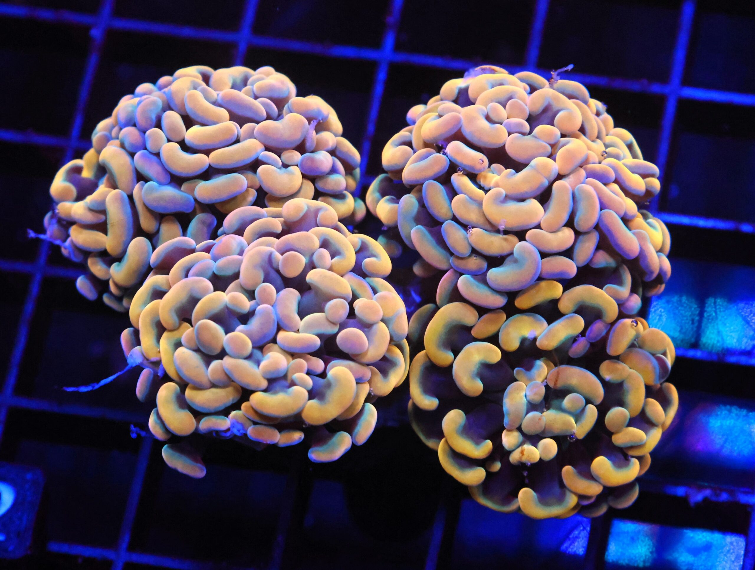 D12 - INDO HAMMER BRANCH ORANGE 4 HEAD