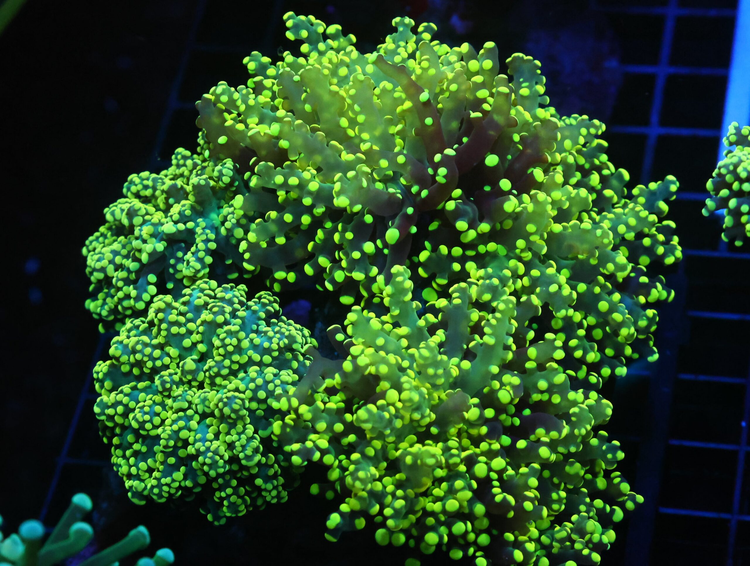 D120 - INDO FROGSPAWN BRANCH GAMMA RAY 5 HEAD