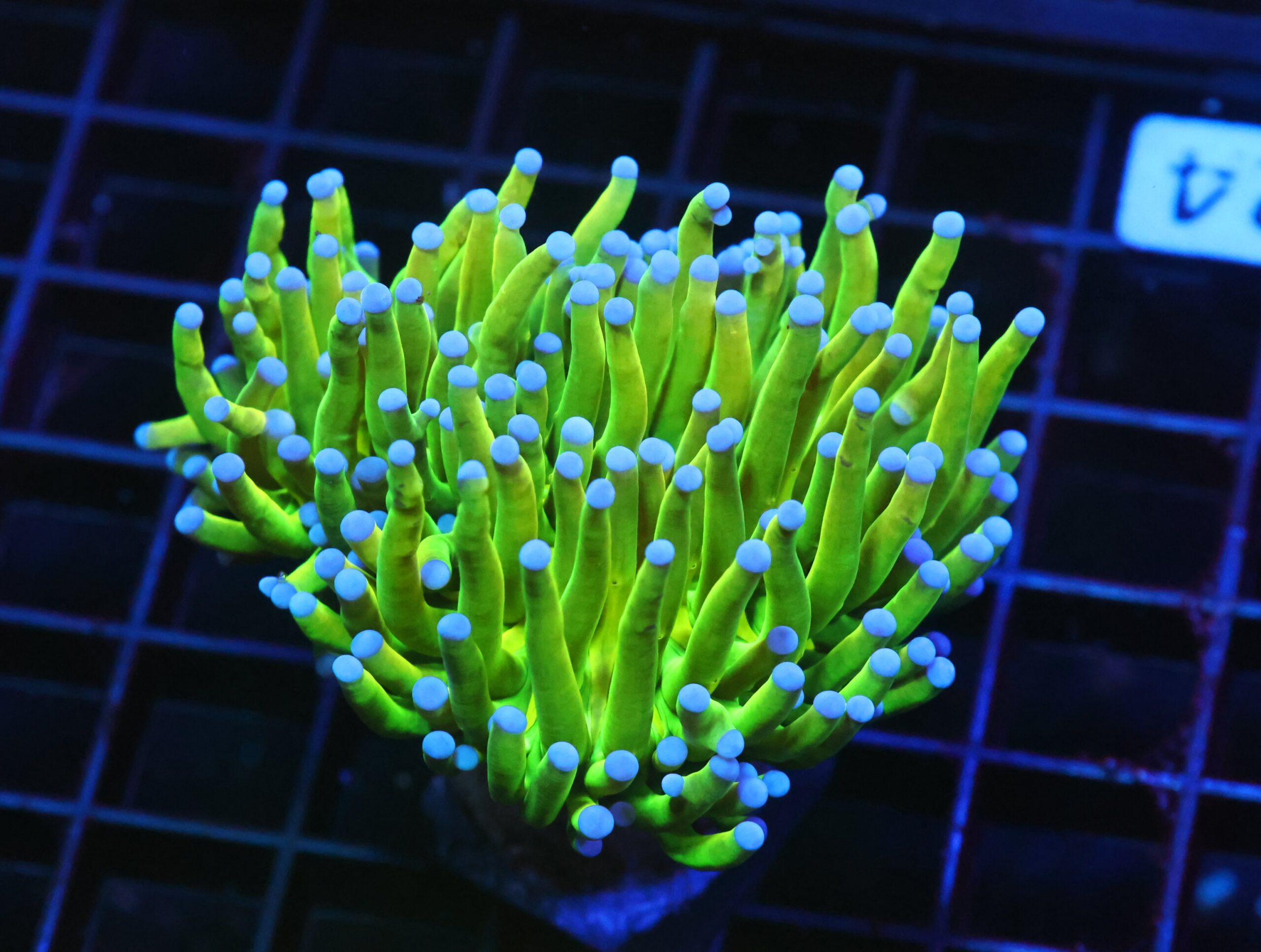 D124 - MALAYSIAN TORCH GREEN GRAIL 1 HEAD