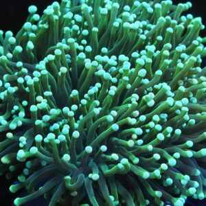 D125 - INDO TORCH GREEN 5 HEAD