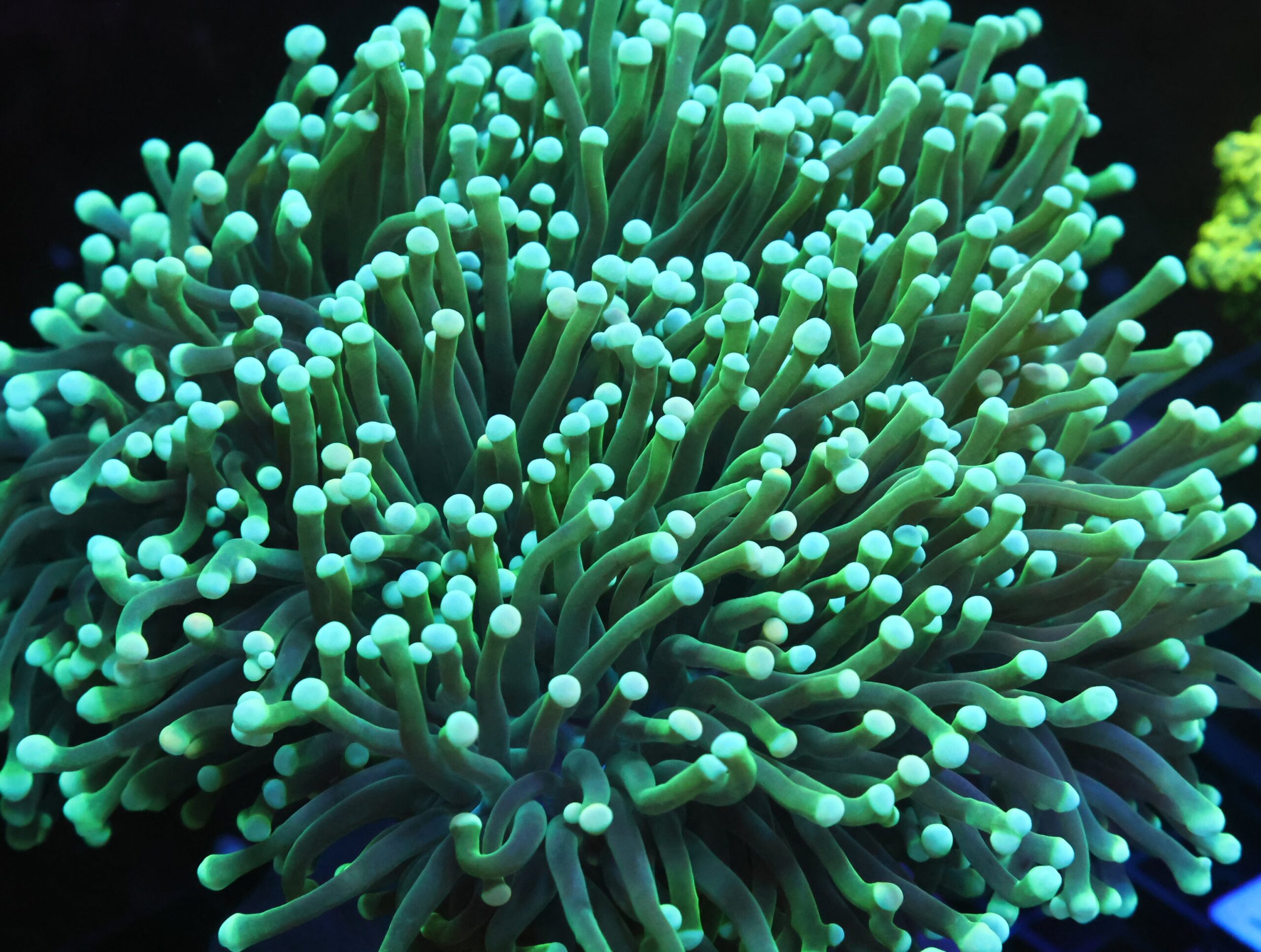 D125 - INDO TORCH GREEN 5 HEAD