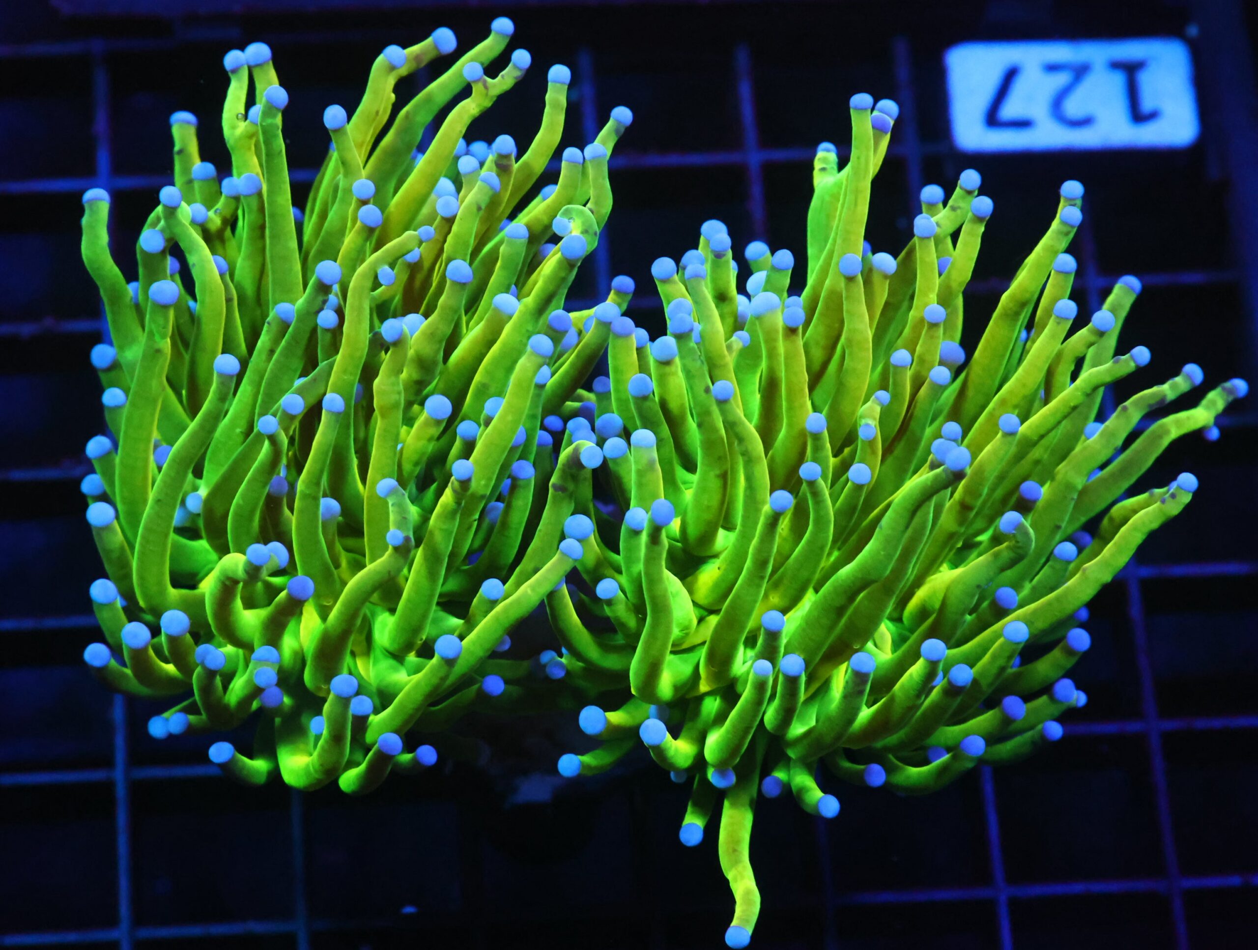 D127 - MALAYSIAN TORCH GREEN GRAIL 2 HEAD