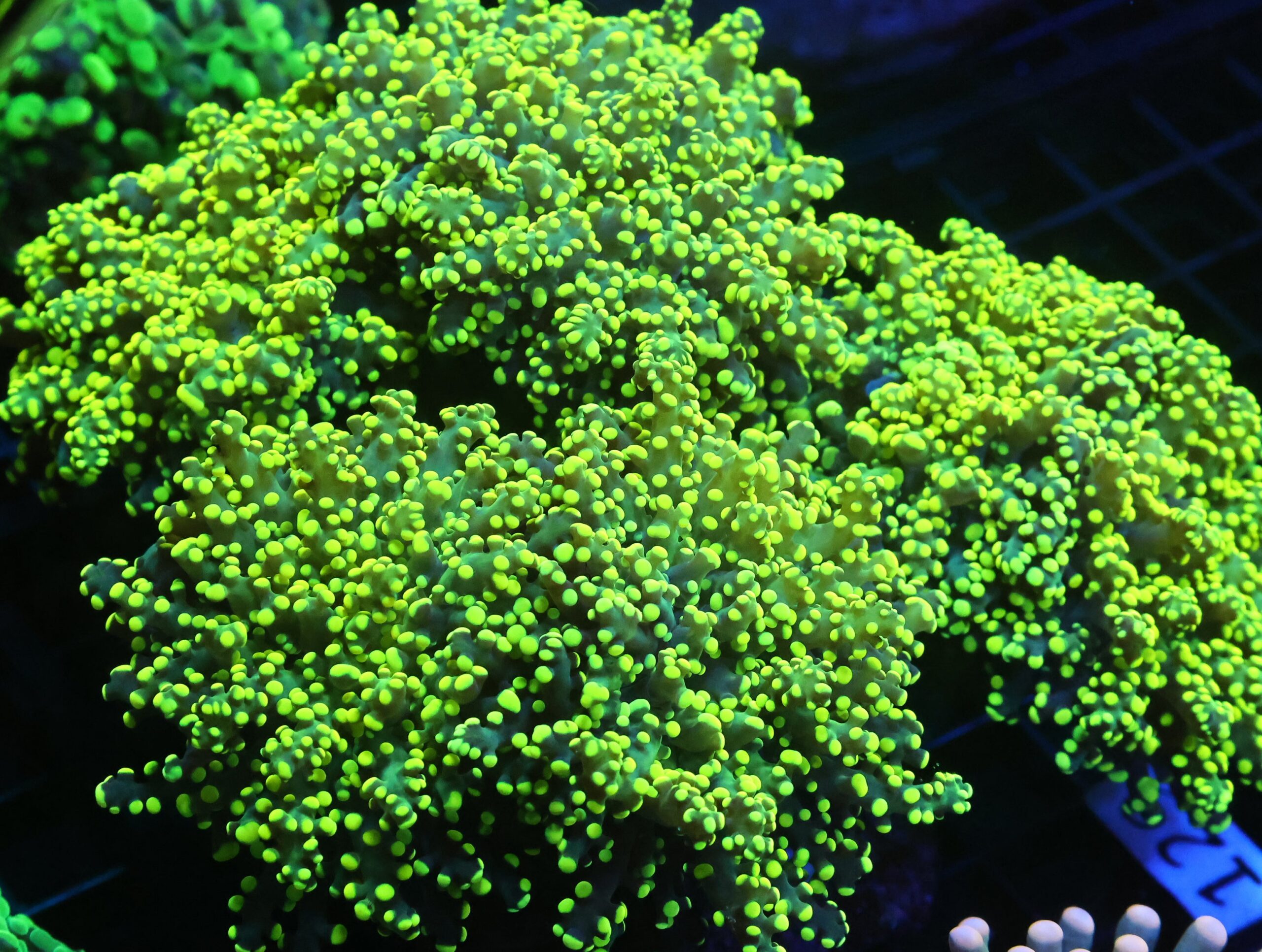 D129 - INDO FROGSPAWN BRANCH GAMMA RAY 7 HEAD