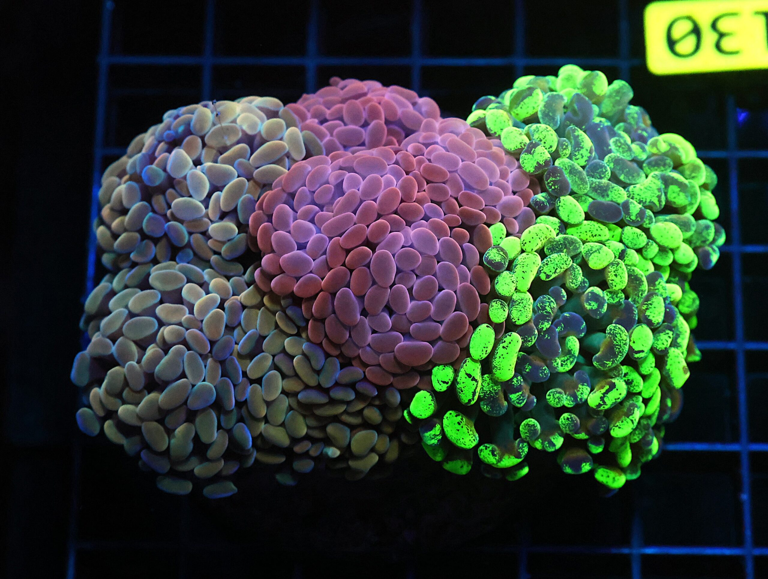 D130 - INDO HAMMER BRANCH RAINBOW GARDEN 8 HEAD