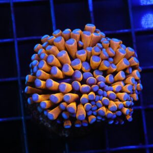 D131 - MALAYSIAN TORCH 24K GOLD 1 HEAD