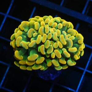 D135 - INDO HAMMER BRANCH HOLY GRAIL 2 HEAD