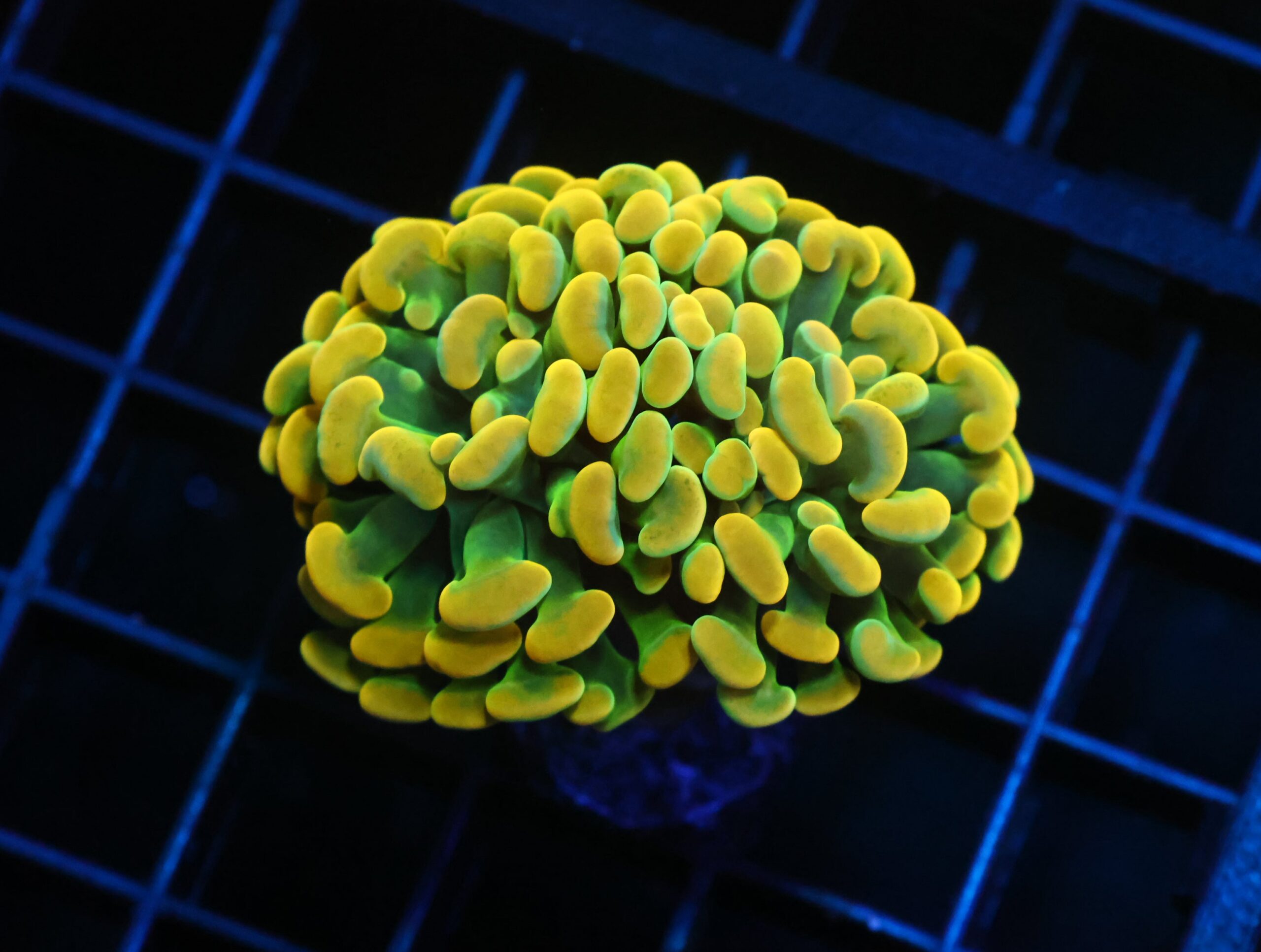 D135 - INDO HAMMER BRANCH HOLY GRAIL 2 HEAD