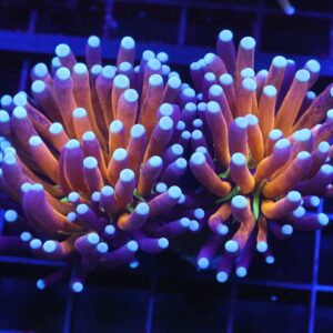 D15 - MALAYSIAN TORCH GOLD TIGER 2 HEAD