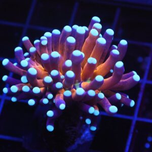 D16 - MALAYSIAN TORCH GOLD TIGER 1 HEAD