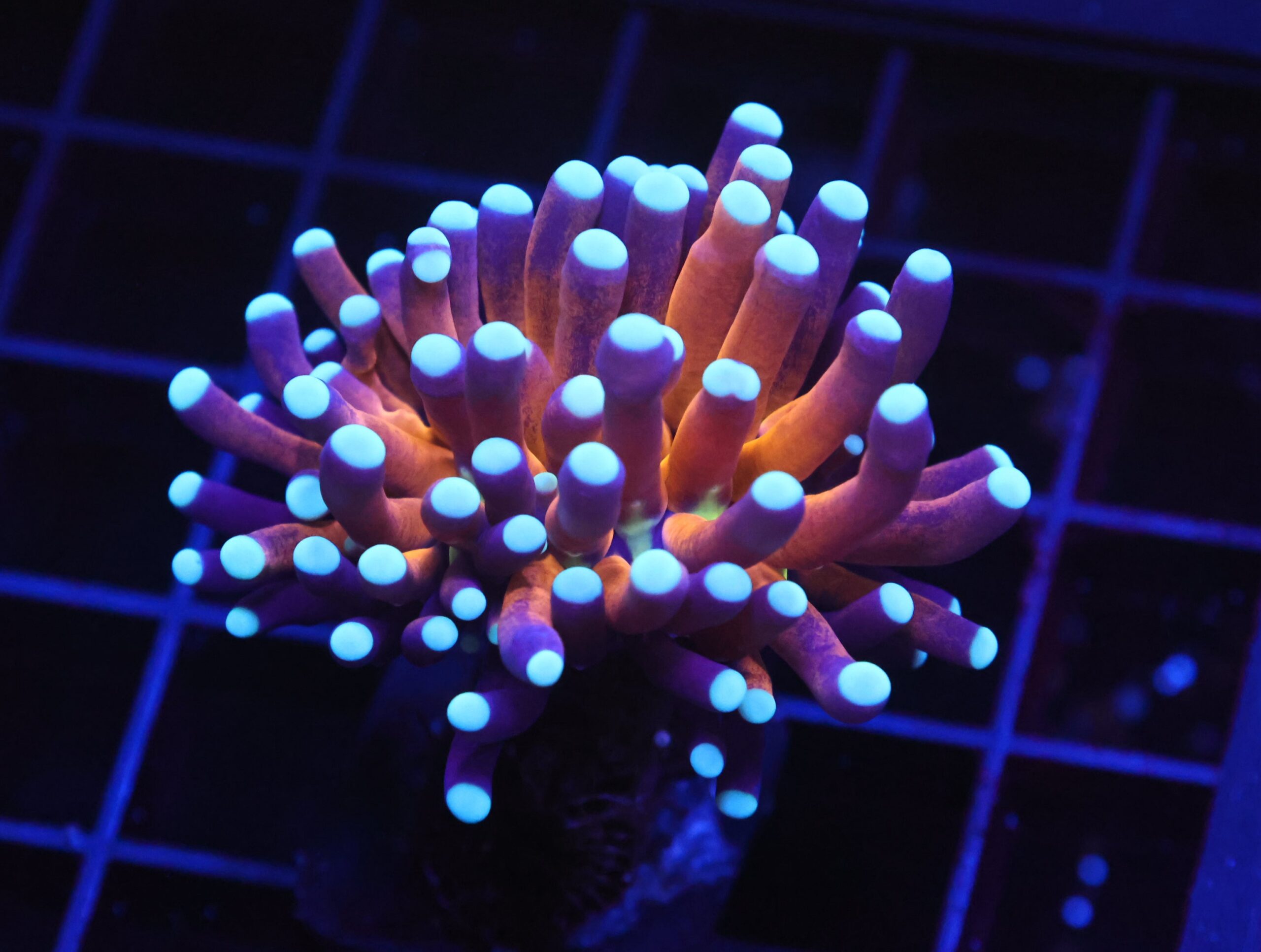 D16 - MALAYSIAN TORCH GOLD TIGER 1 HEAD