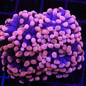 D19 - INDO HAMMER BRANCH ORANGE 4 HEAD