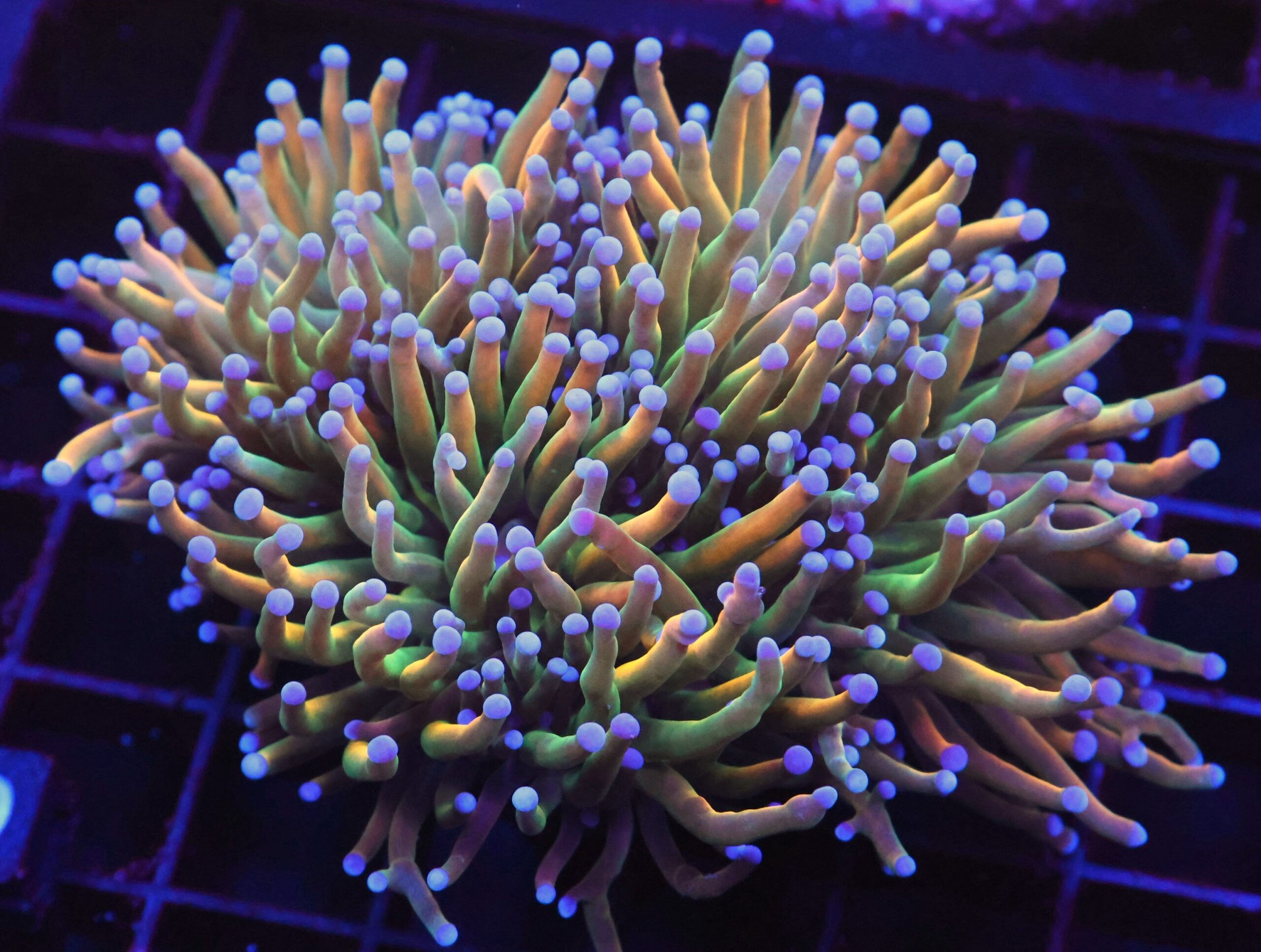 D20 - MALAYSIAN TORCH GRAIL VARIANT 3 HEAD