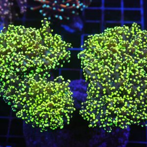 D25 - INDO FROGSPAWN BRANCH GAMMA RAY 5 HEAD