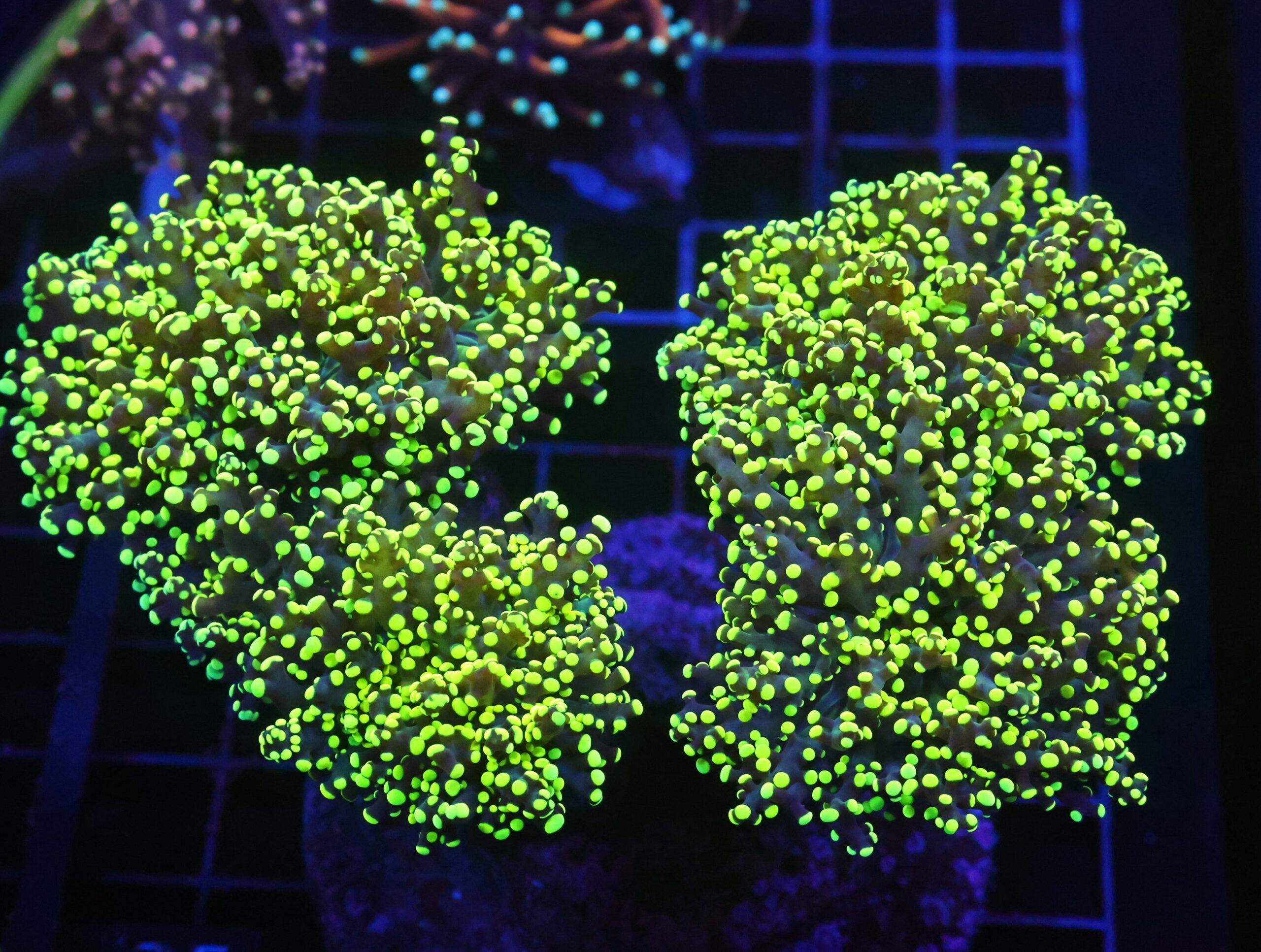 D25 - INDO FROGSPAWN BRANCH GAMMA RAY 5 HEAD