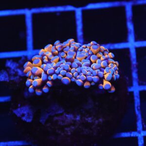 D27 - MALAYSIAN TORCH 24K GOLD 1 HEAD