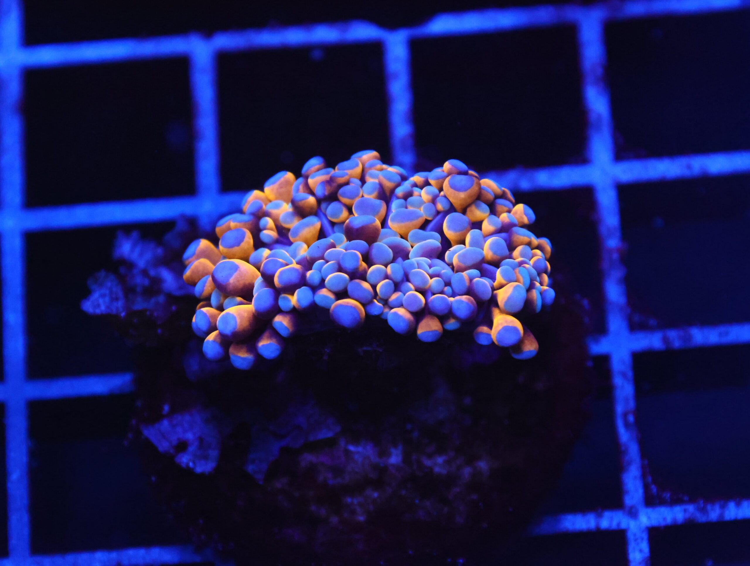 D27 - MALAYSIAN TORCH 24K GOLD 1 HEAD