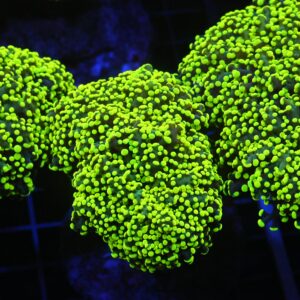 D28 - INDO FROGSPAWN BRANCH GAMMA RAY 4 HEAD