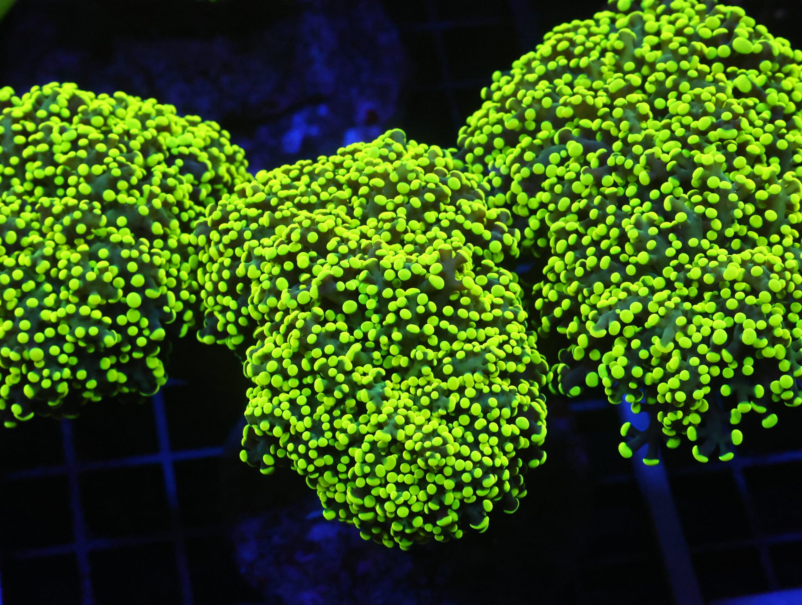 D28 - INDO FROGSPAWN BRANCH GAMMA RAY 4 HEAD