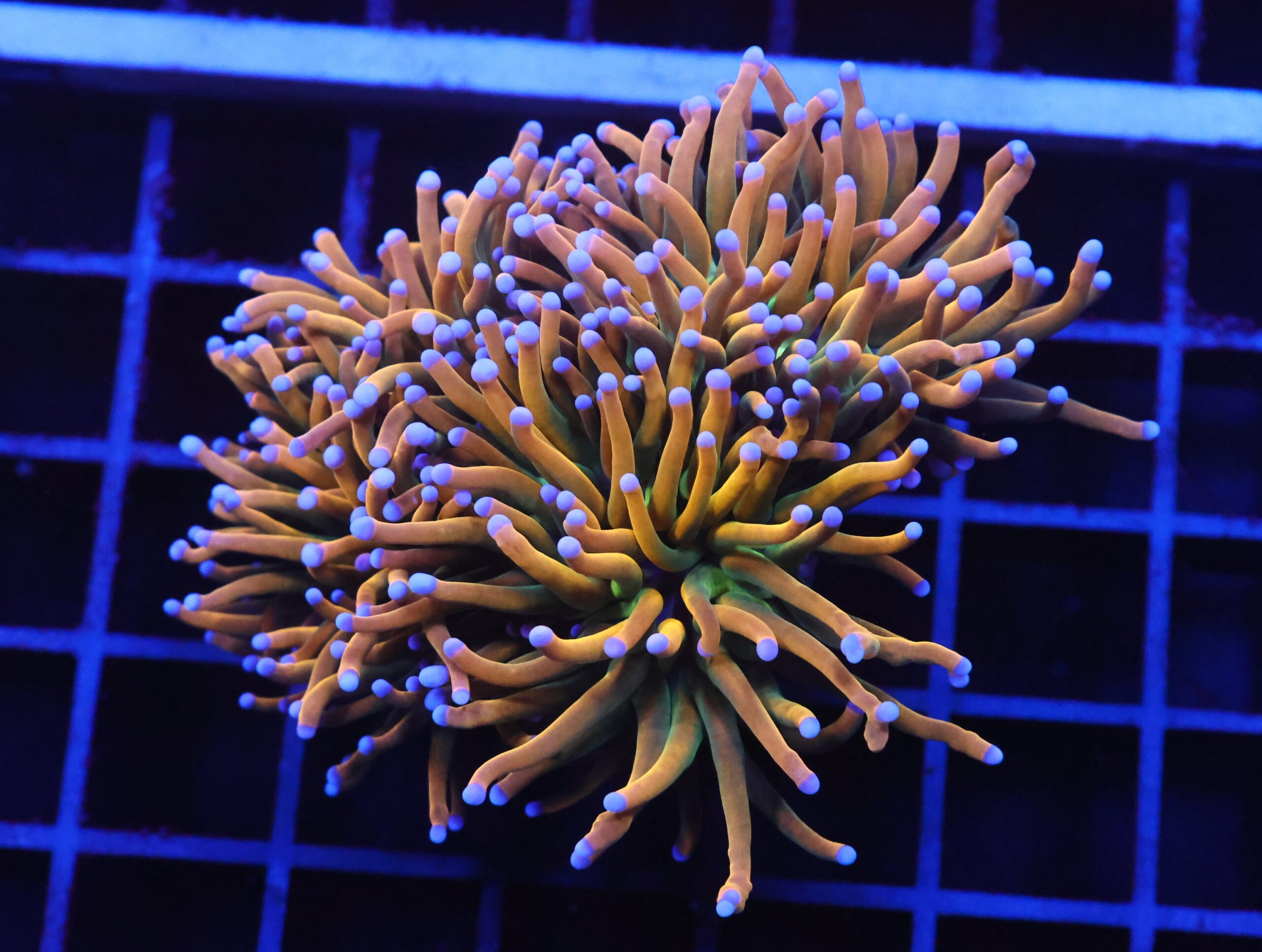 D38 - MALAYSIAN TORCH GRAIL VARIANT 3 HEAD