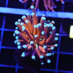 D39 - MALAYSIAN TORCH GOLD TIGER 1 HEAD