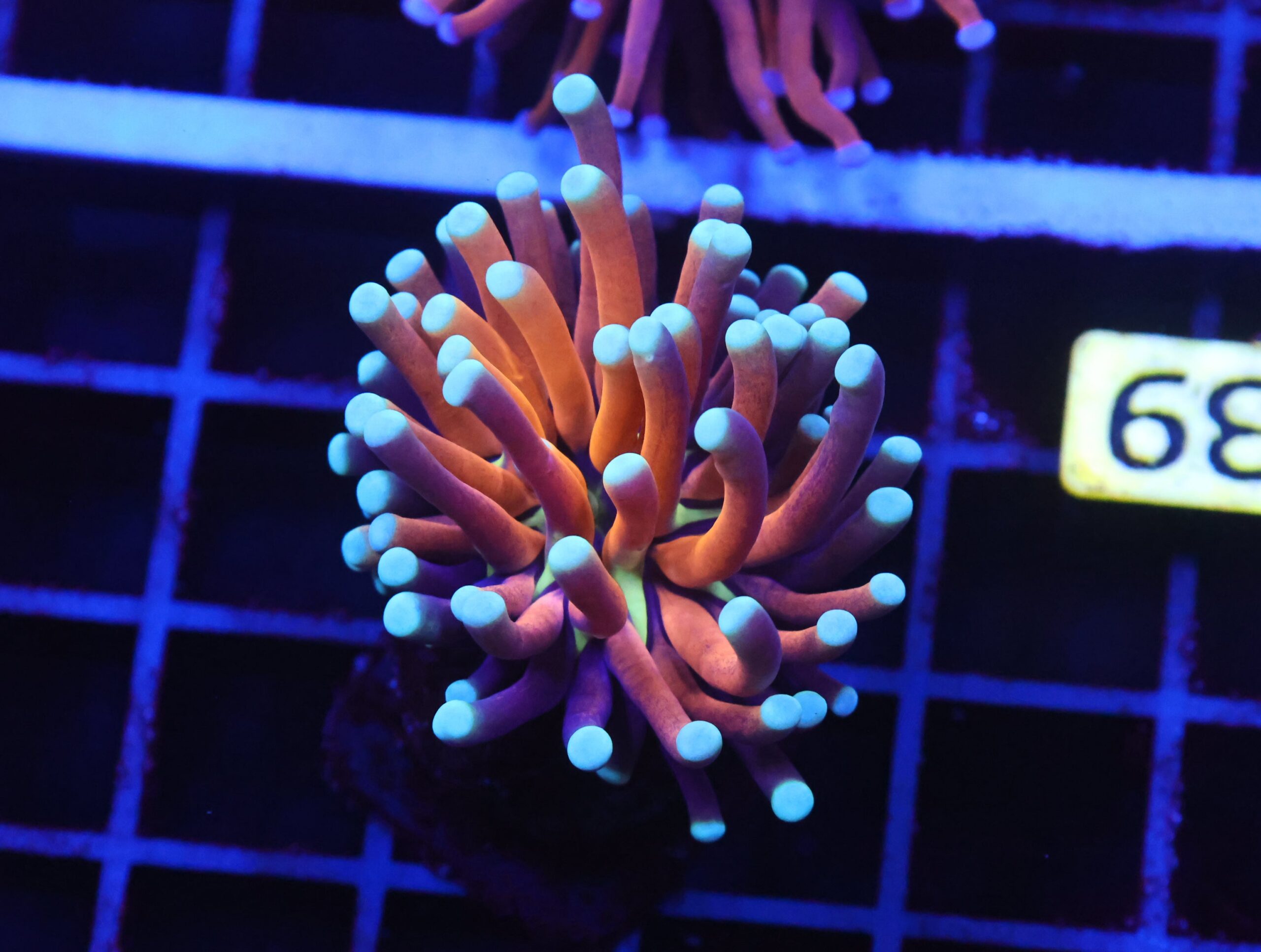 D39 - MALAYSIAN TORCH GOLD TIGER 1 HEAD