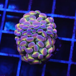 D40 - INDO HAMMER BRANCH TRUE HOLOGRAM 2 HEAD