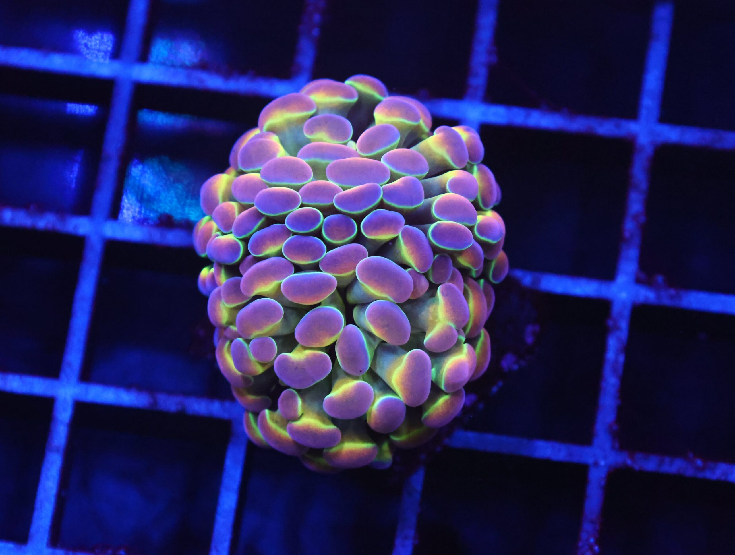 D40 - INDO HAMMER BRANCH TRUE HOLOGRAM 2 HEAD