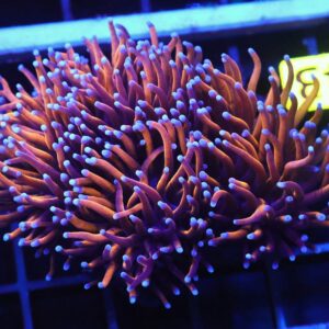 D43 - INDO TORCH GOLD VARIANT 3 HEAD