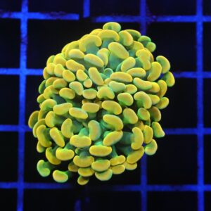 D49 - INDO HAMMER BRANCH HOLY GRAIL 1 HEAD