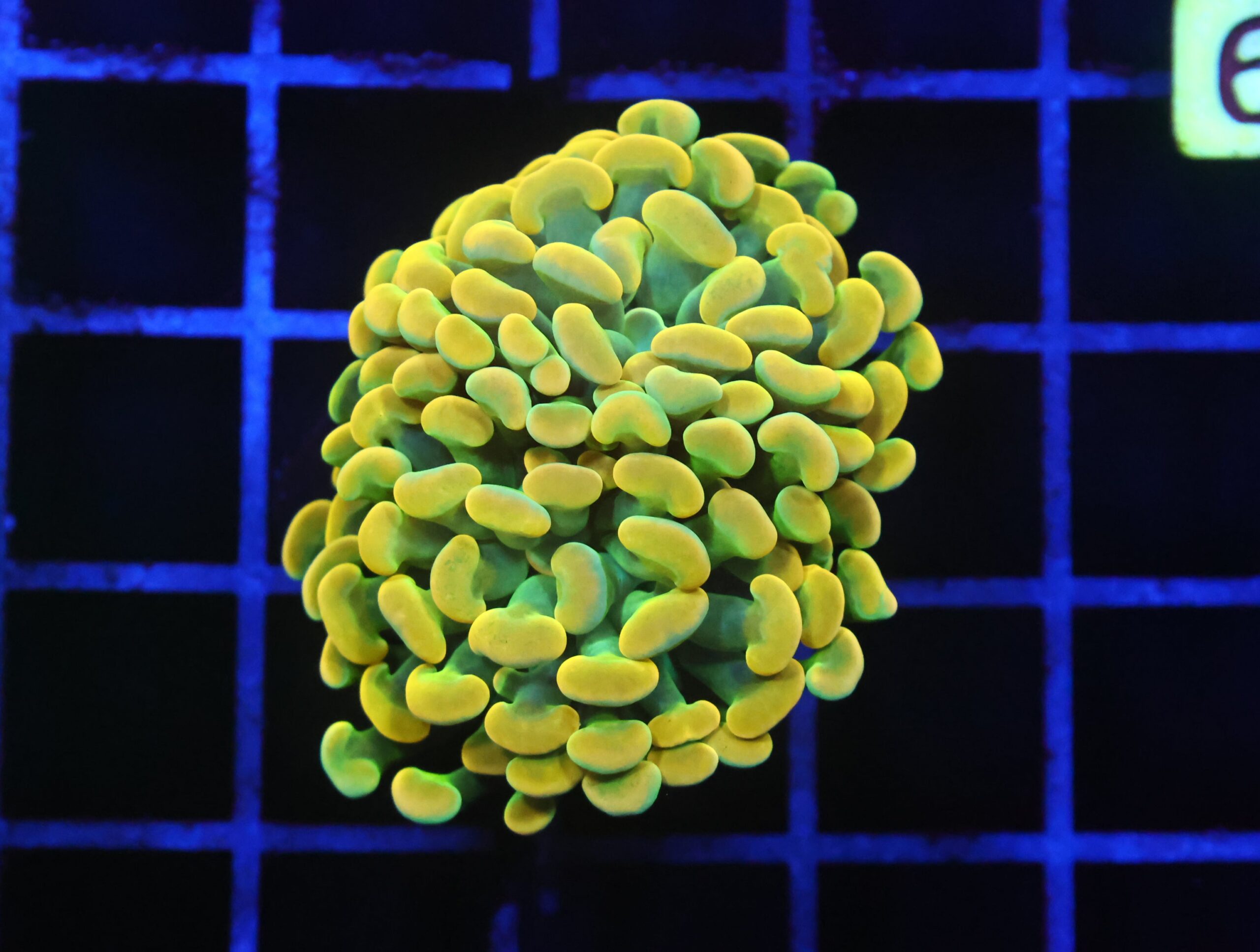 D49 - INDO HAMMER BRANCH HOLY GRAIL 1 HEAD