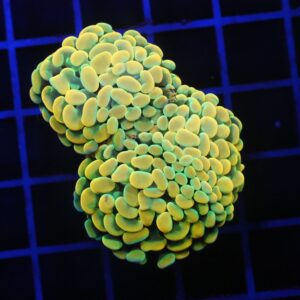 D52 - INDO HAMMER BRANCH GOLD FIESTA 3 HEAD