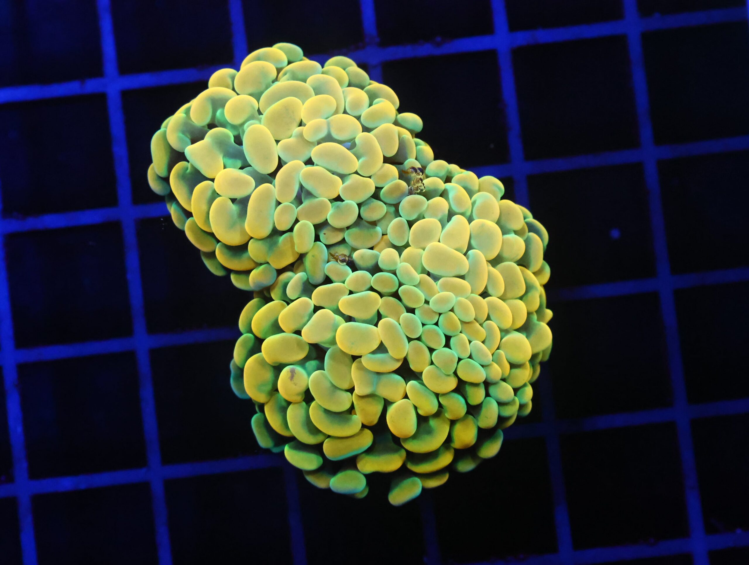 D52 - INDO HAMMER BRANCH GOLD FIESTA 3 HEAD