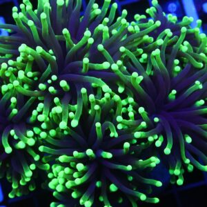 D53 - INDO TORCH GREEN DRAGON SOUL 6 HEAD